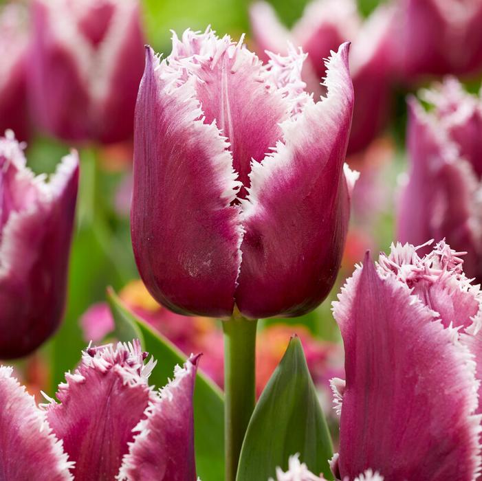 Tulip - San Martin