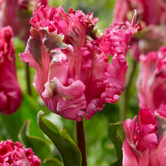Tulip - Power Parrot