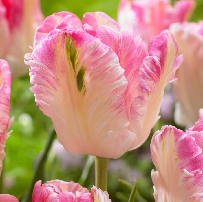 Tulip - Cabanna