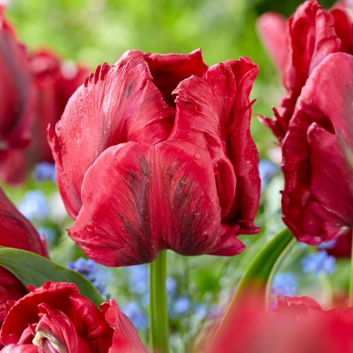 Tulip - Red Madonna