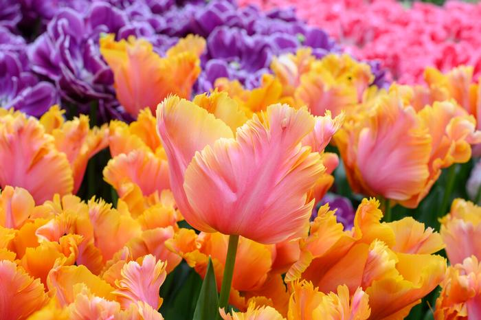 Tulip - Amazing Parrot
