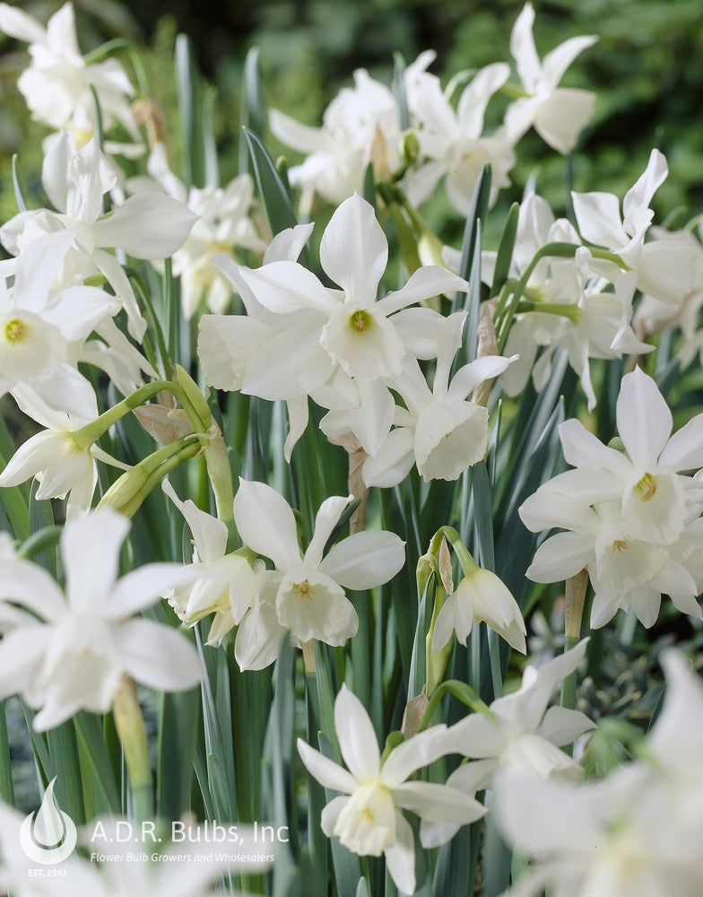 Daffodil - Thalia