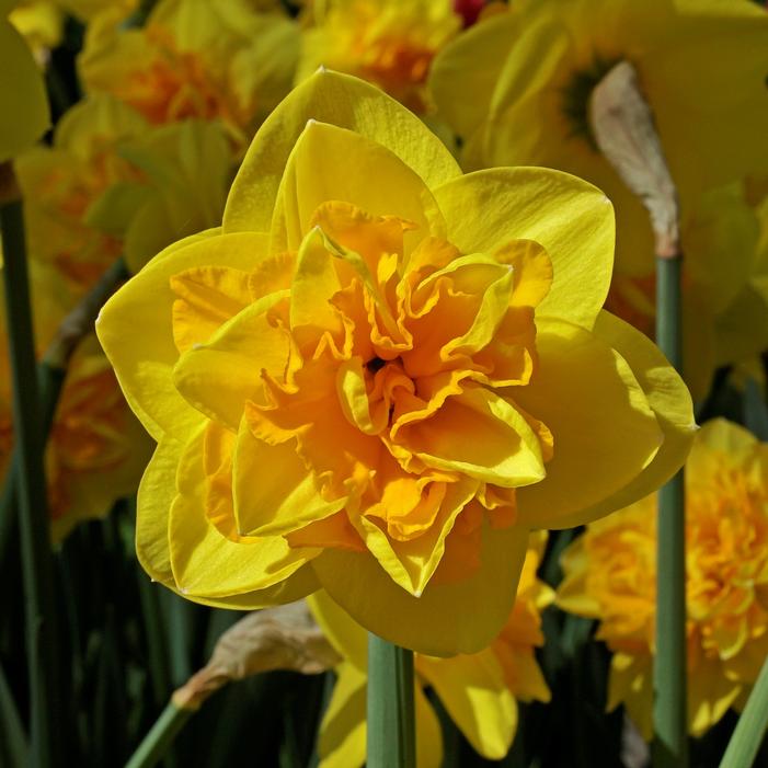 Daffodil - Double Sunrise
