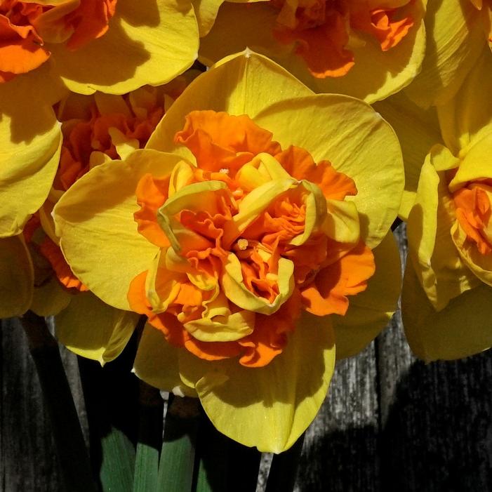 Daffodil - Sizzling Fire