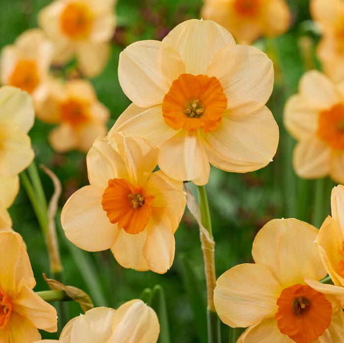 Daffodil - Kedron