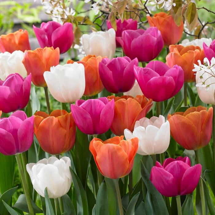 Tulip - All Season Lollipop Mix