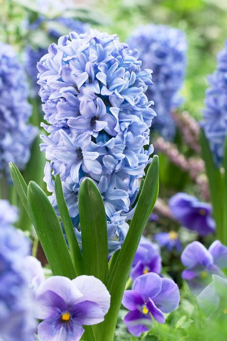 Hyacinth - Delft Blue