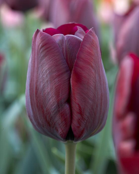 Tulip - Ronaldo