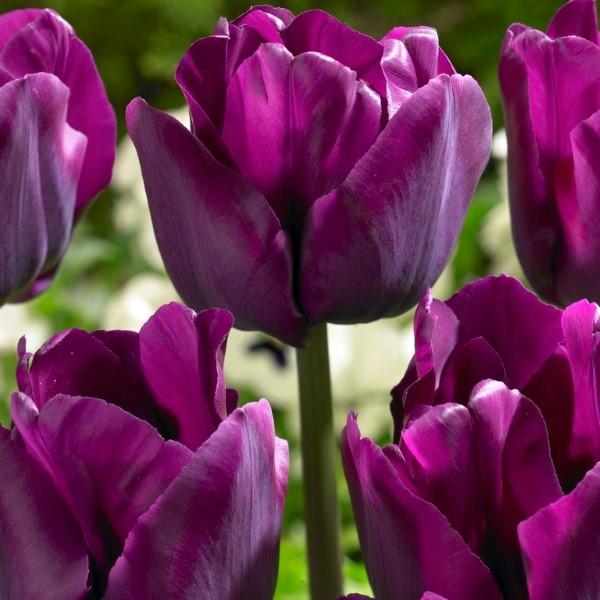 Tulip - Saigon