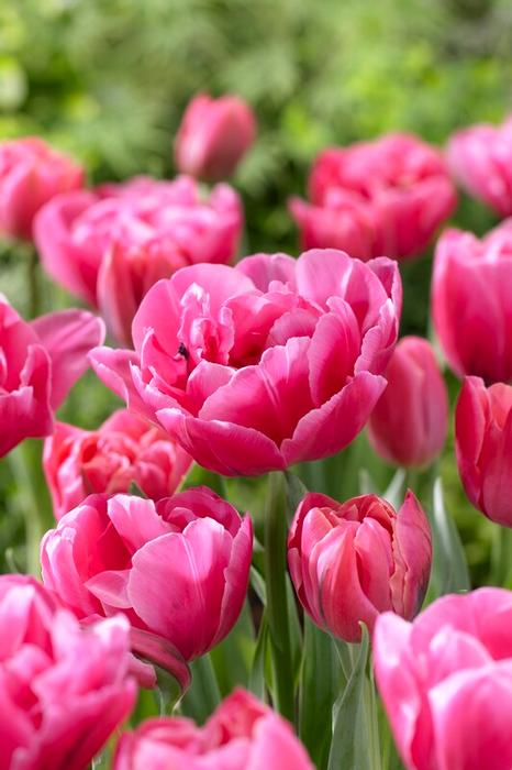 Tulip - Sunset Tropical