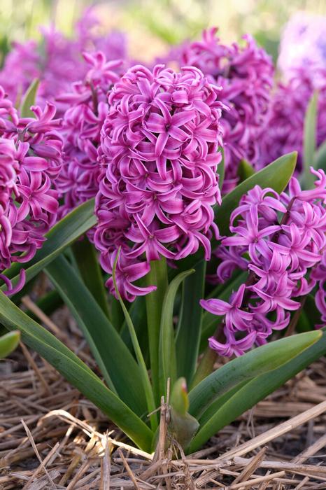 Hyacinth - Purple Sensation