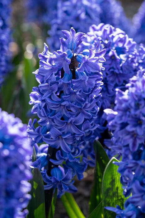 Hyacinth - Blue Jacket