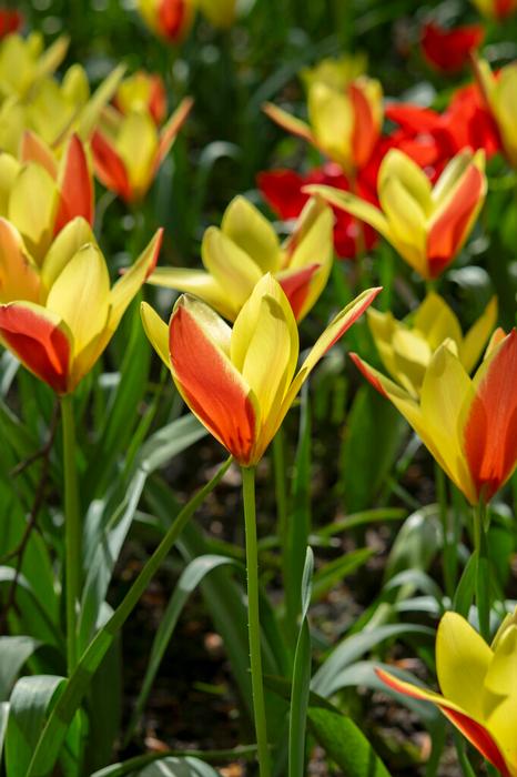 Tulip - Tinka