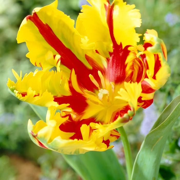 Tulip - Texas Flame