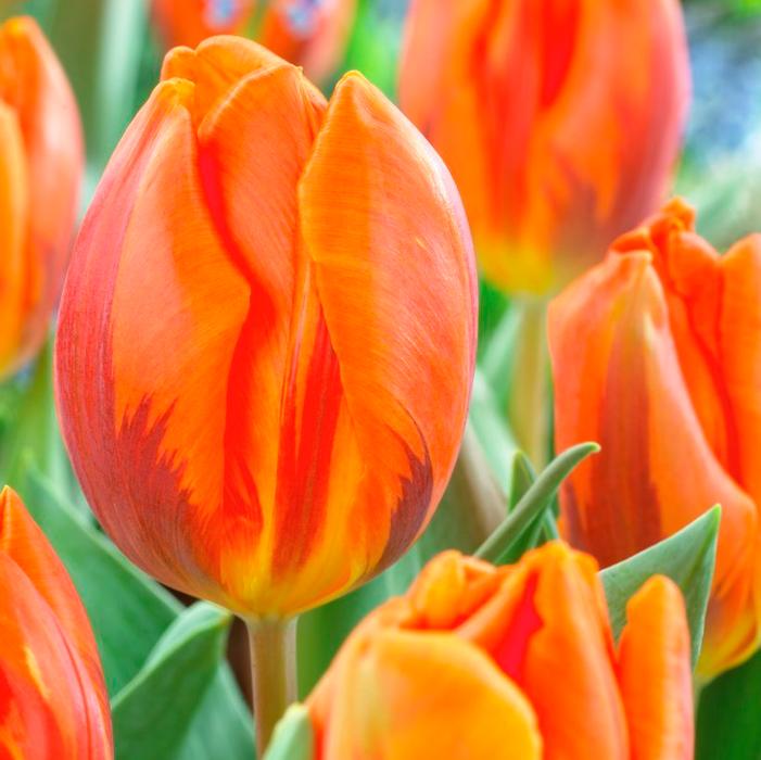 Tulip - Prinses Irene