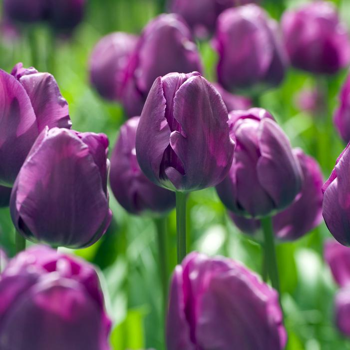 Tulip - Negrita