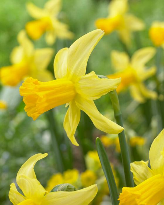 Daffodil - February Gold