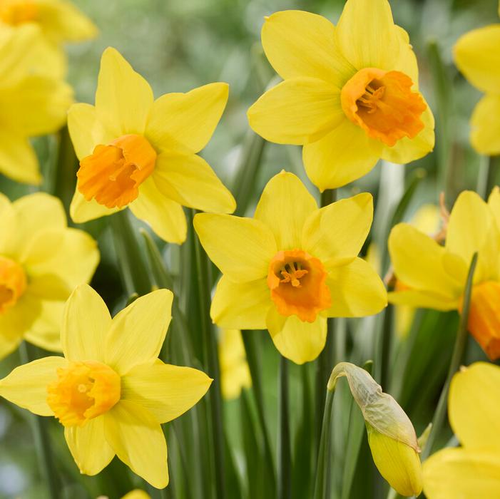 Daffodil - Jetfire