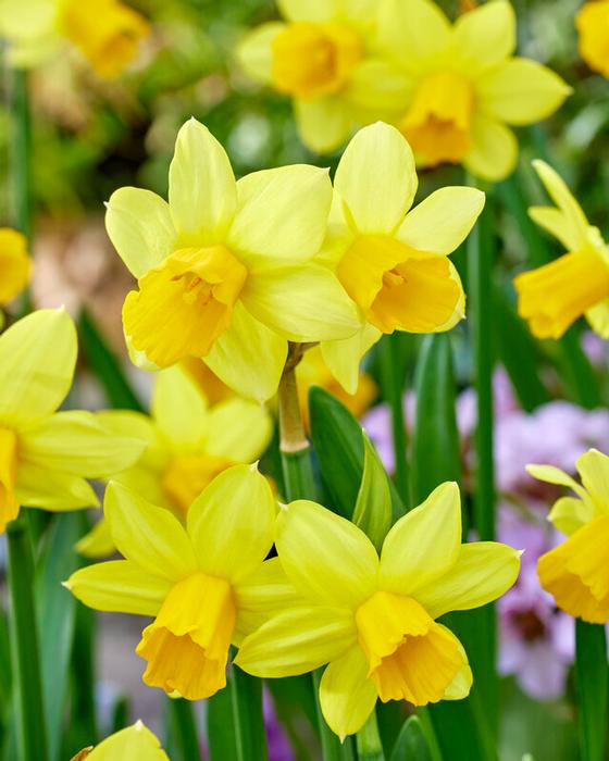 Daffodil - Tete a Tete