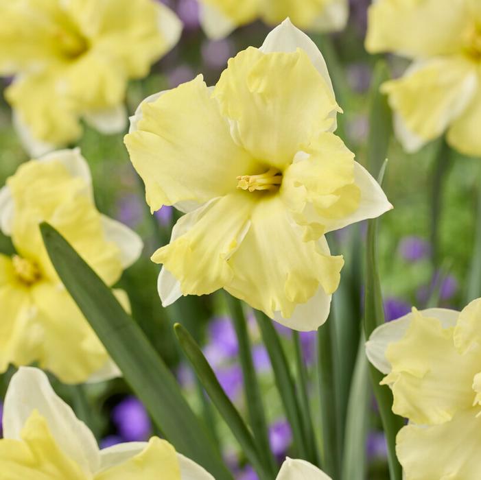Daffodil - Cassata