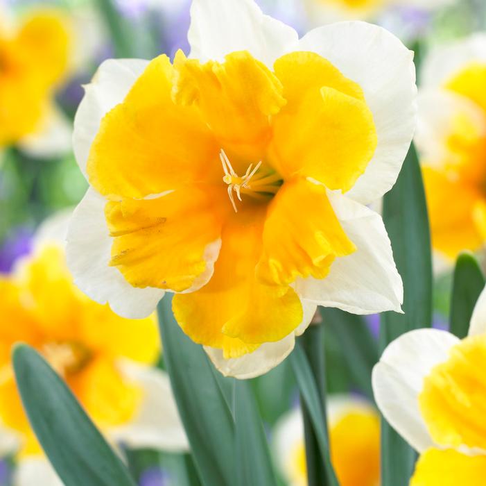 Daffodil - Orangery