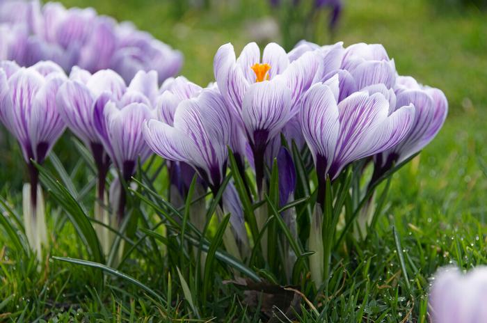 Crocus - Pickwick