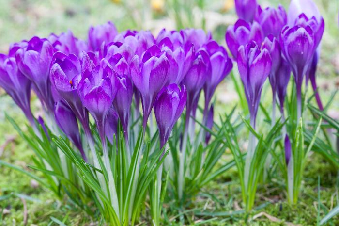 Crocus - Ruby Giant