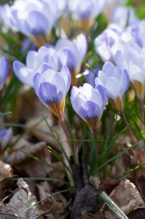 Crocus - Blue Pearl