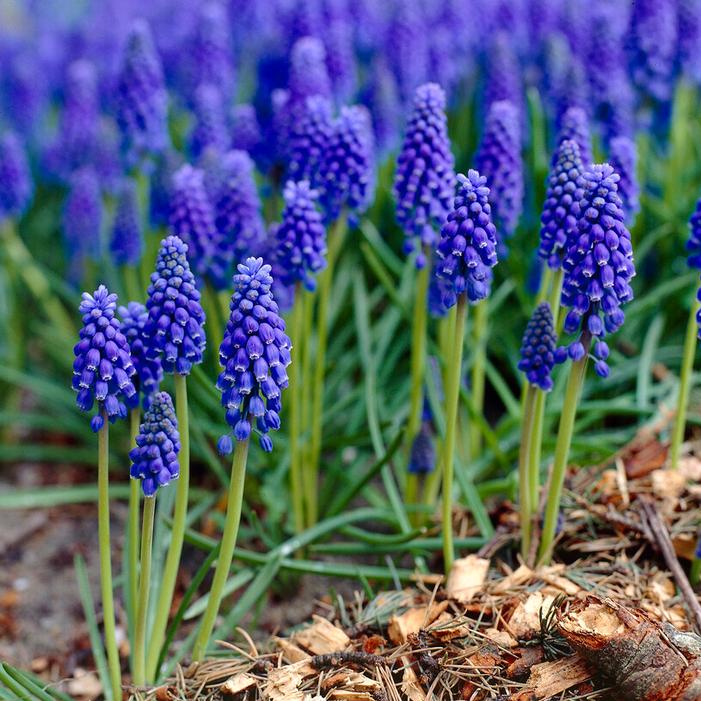 Grape Hyacinth - Armeniacum
