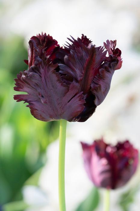Tulip - Black Parrot