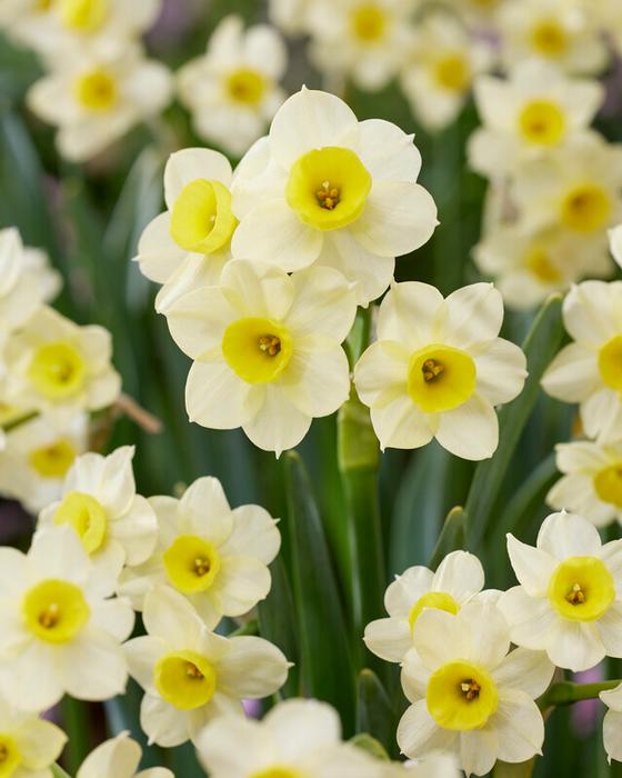 Daffodil - Minnow