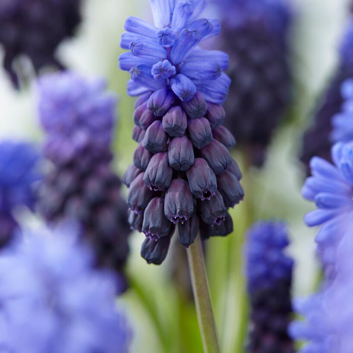 Grape Hyacinth - Latifolium