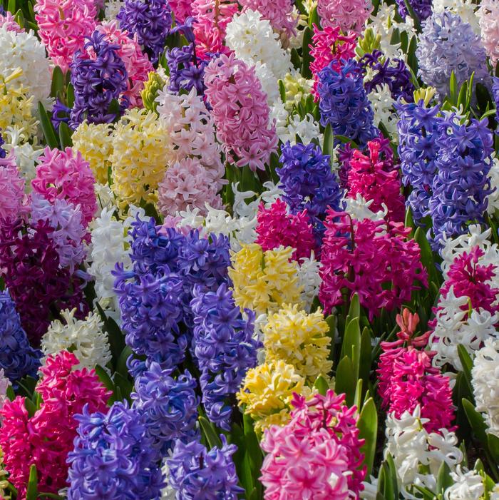 Hyacinth - Rainbow Mixture