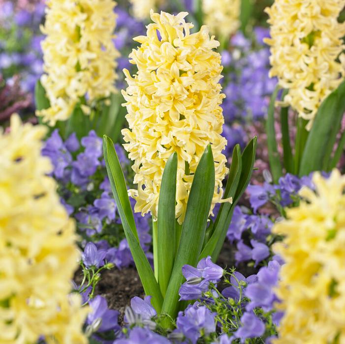 Hyacinth - Gypsy Princess