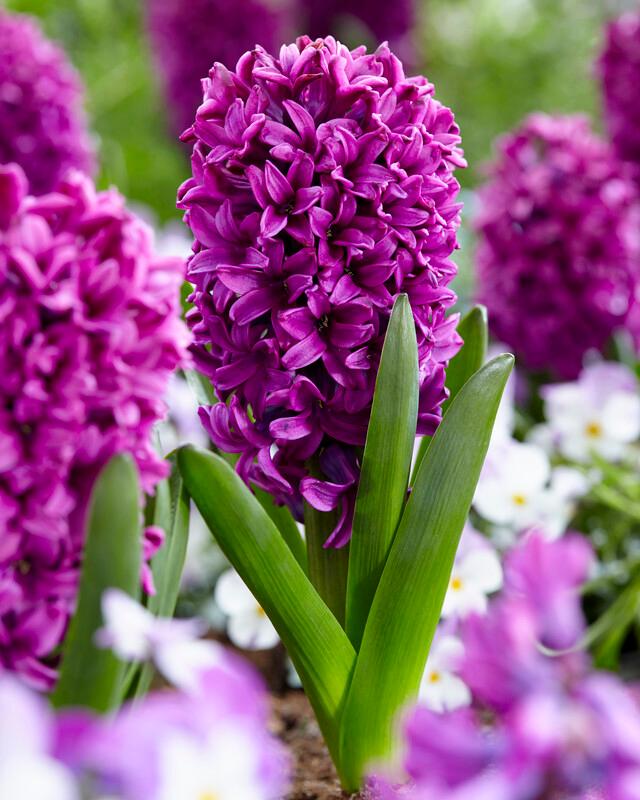 Hyacinth - Miss Saigon