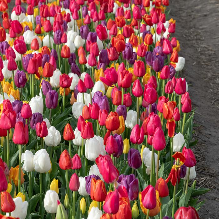 Tulip - Triumph Mix