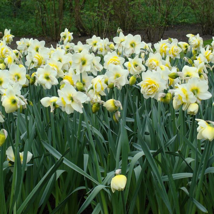 Daffodil - White Lion