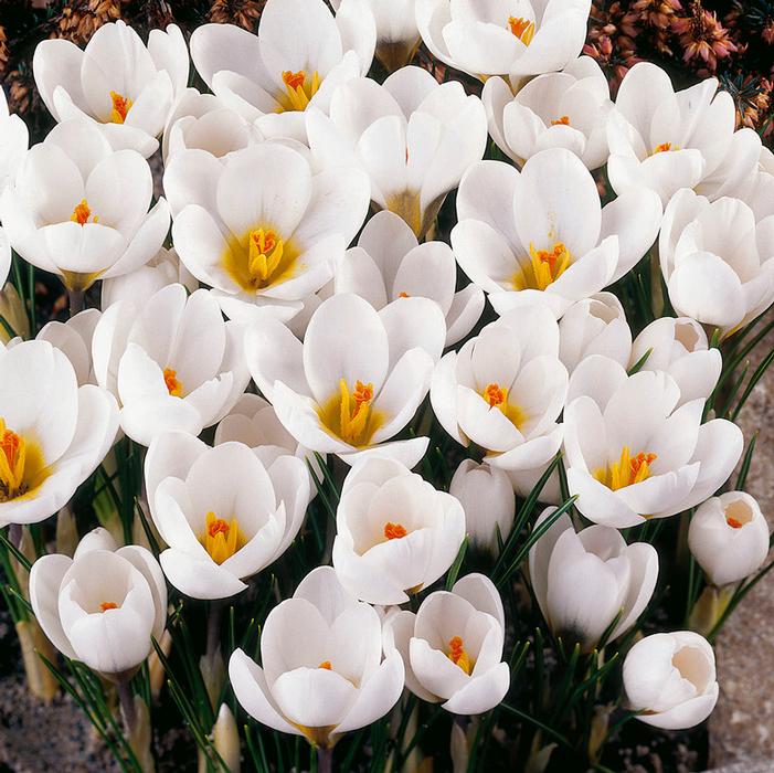 Crocus - Ard Schenk