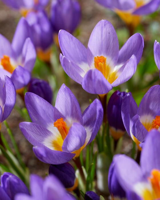 Crocus - Tricolor