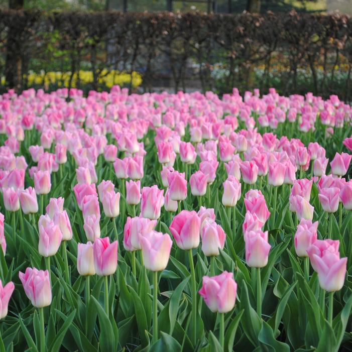 Tulip - Dynasty