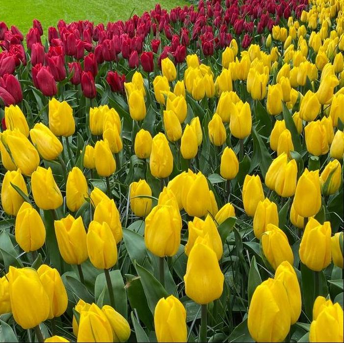 Tulip - Strong Gold