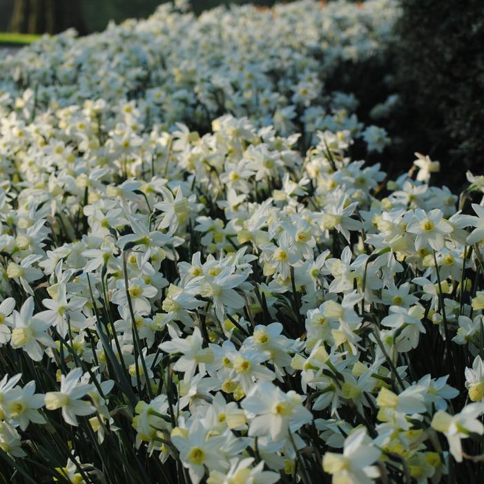Daffodil - Pueblo