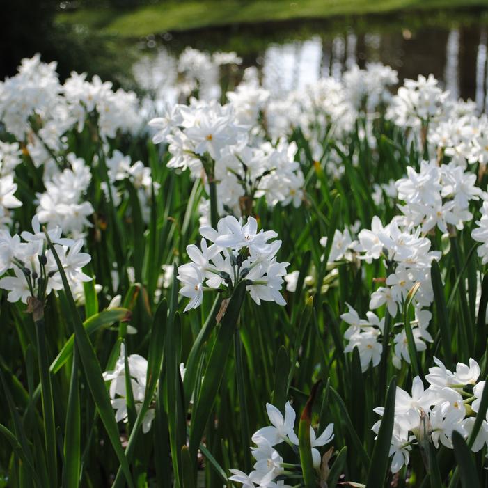 Daffodil - Paperwhite Nir