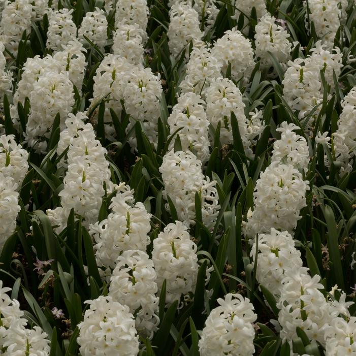 Hyacinth - White Pearl