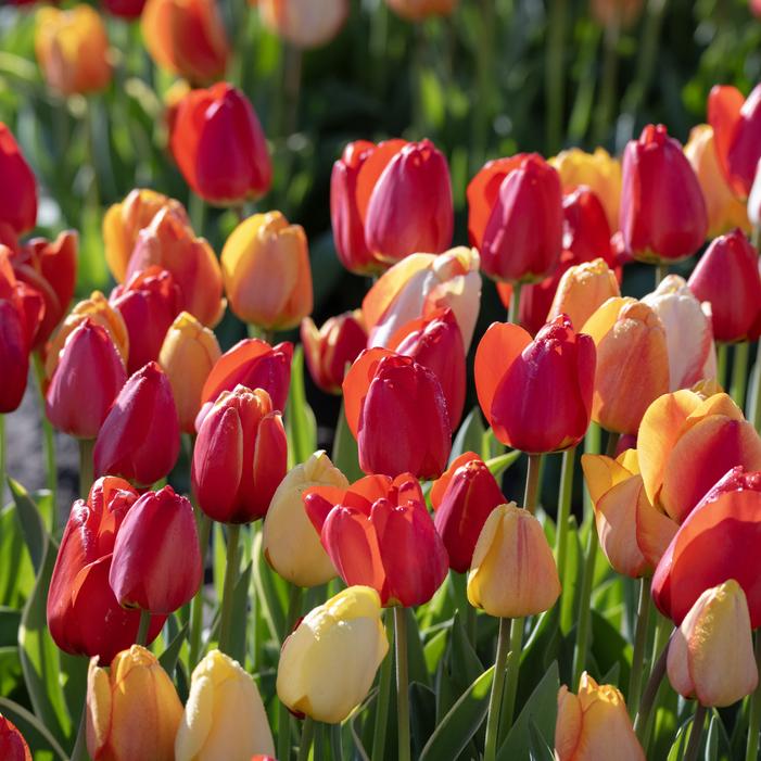 Tulip - Fire Glow Mix