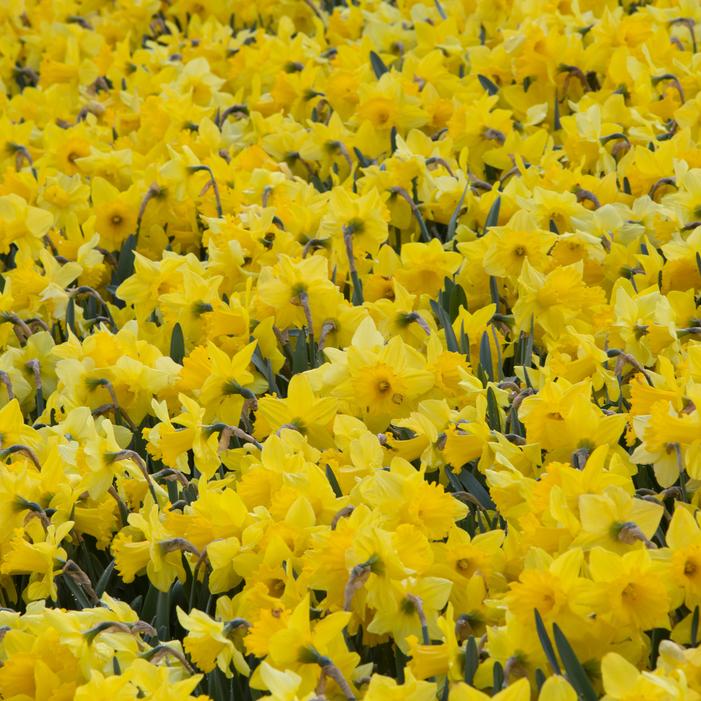 Daffodil - Amsterdam Mixture