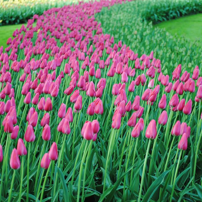 Tulip - Sunset Tropical