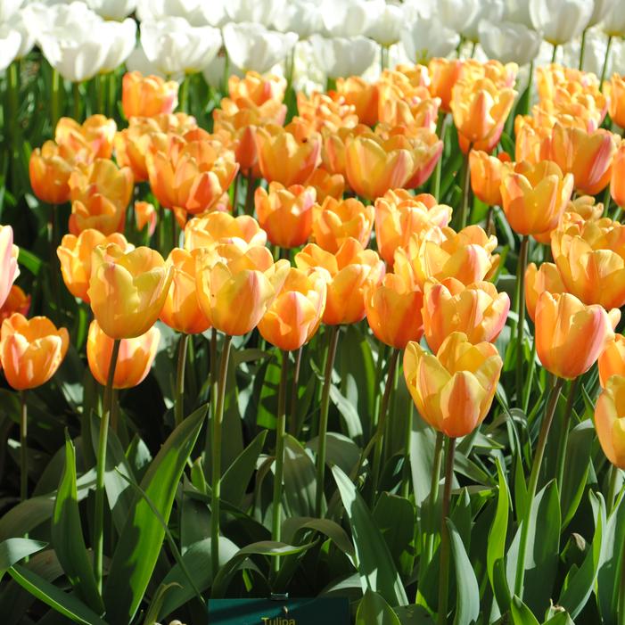 Tulip - Apricot Foxx