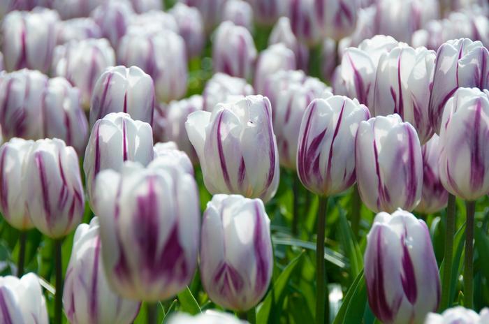 Tulip - Flaming Flag