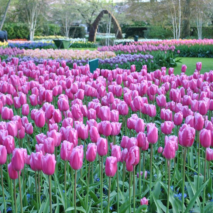 Tulip - Jumbo Pink